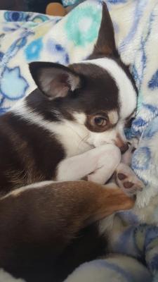 ちらり