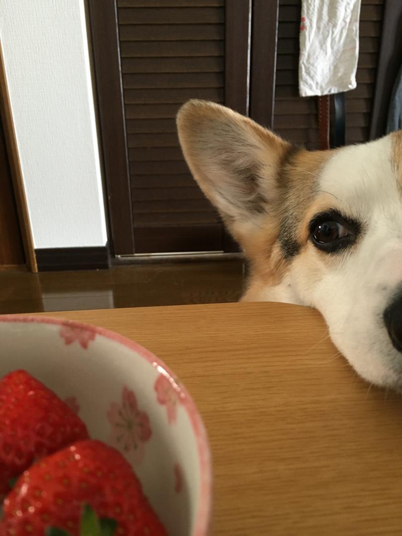 イチゴ食べたいなぁー
