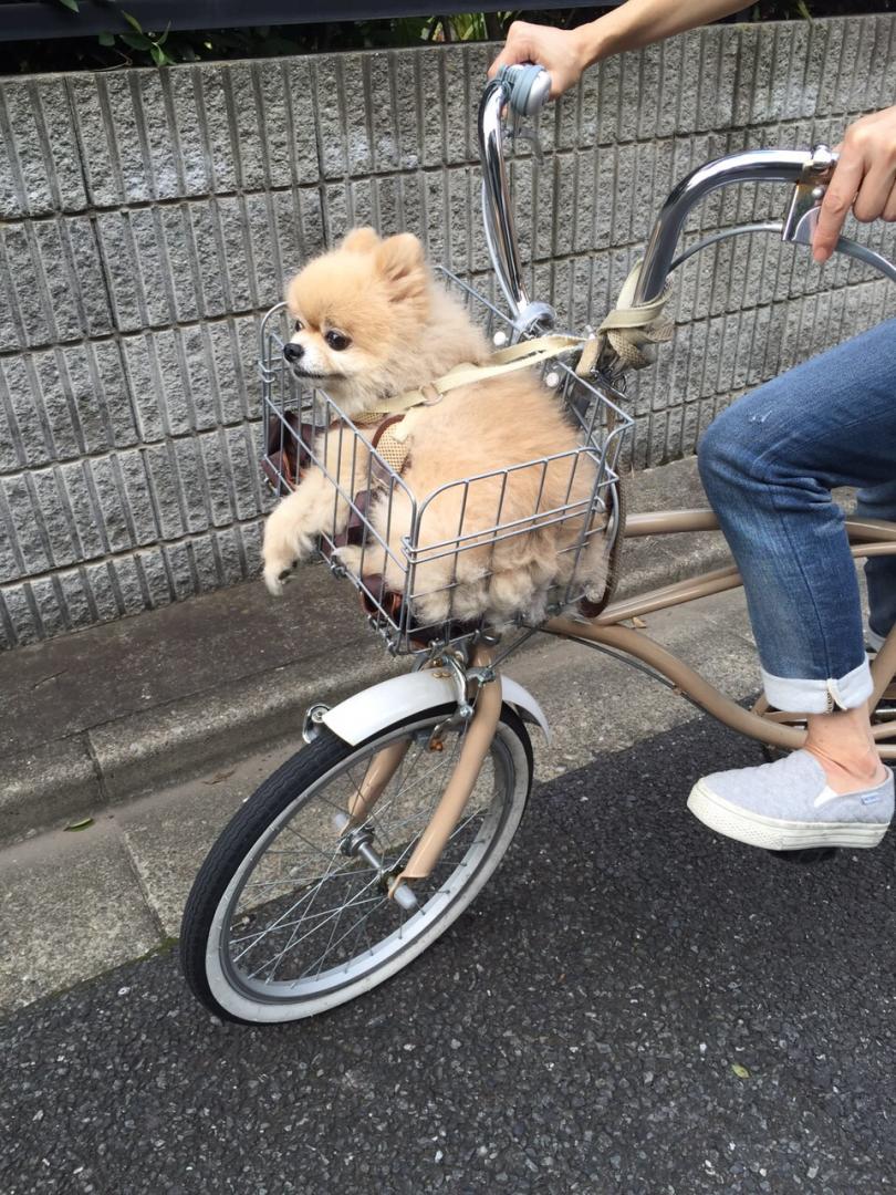 自転車でGOGO!