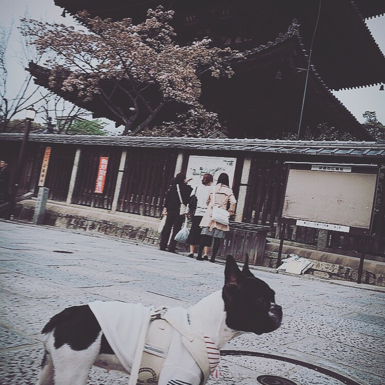 京都八坂の塔の前で