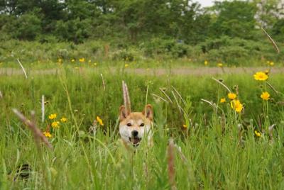 かくれんぼ