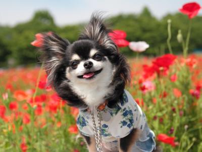 お花畑で最高の笑顔