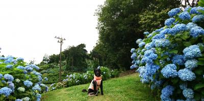 紫陽花まつりにお出掛け