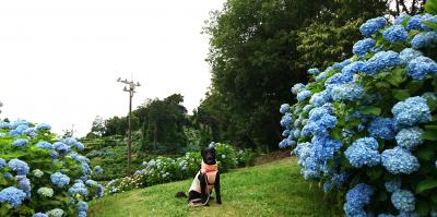 紫陽花まつりにお出掛け