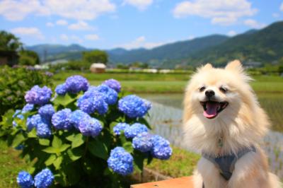 晴れた日の紫陽花も最高でしょ