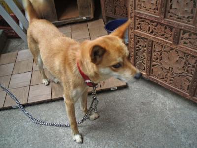 行きつけの酒屋さんの犬「銀」君