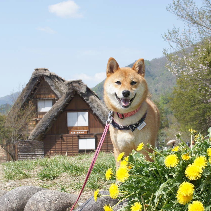 白川郷にて