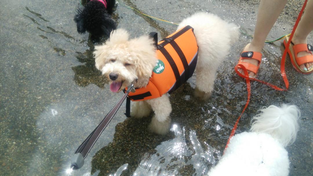 初めての湖水浴