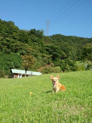 私とチワワとお花と芝生