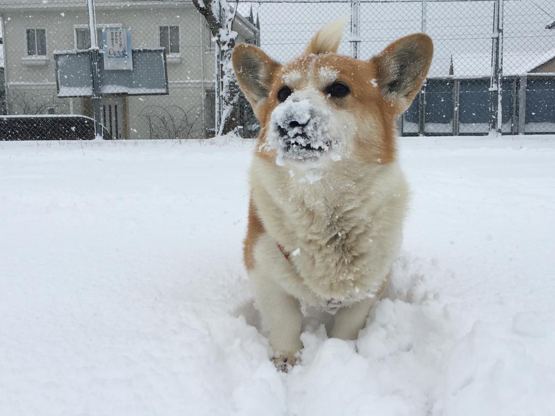 ふと我に帰る愛犬