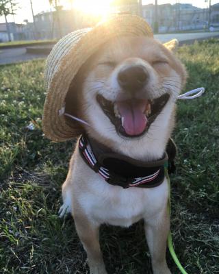 柴わら帽子