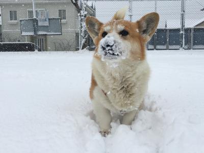 ふと我に帰る愛犬