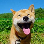 愛犬