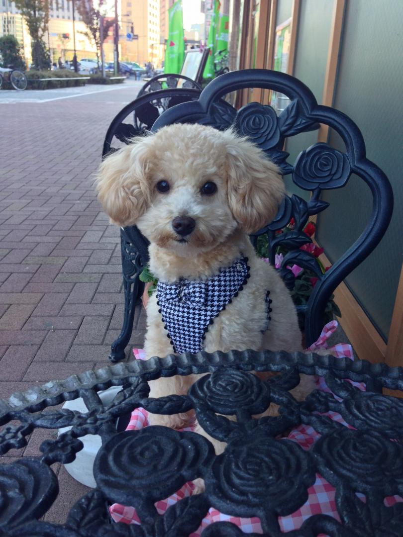 僕はお店の看板犬