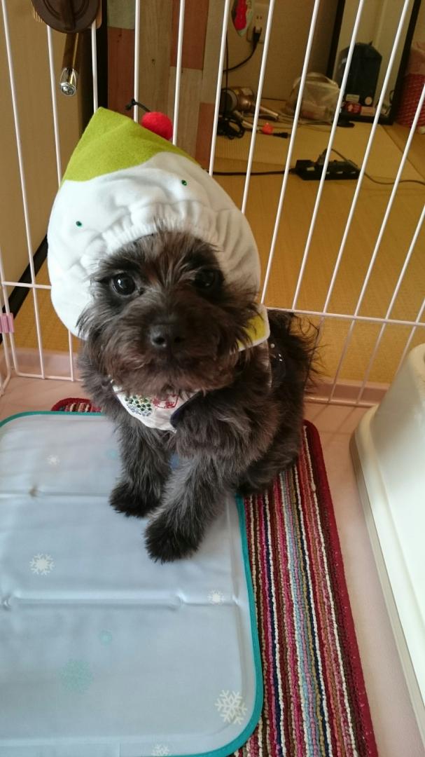 抹茶味だよ♥