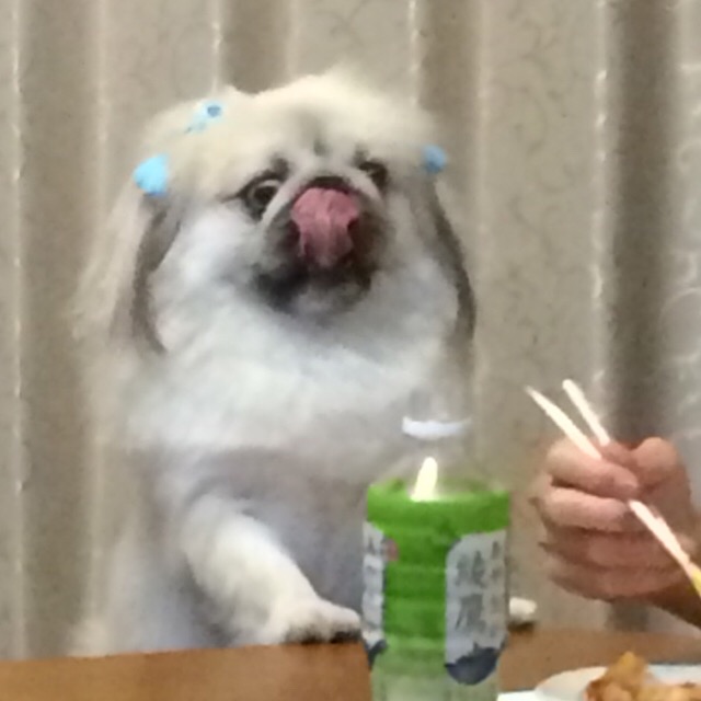 腹ペコだわん