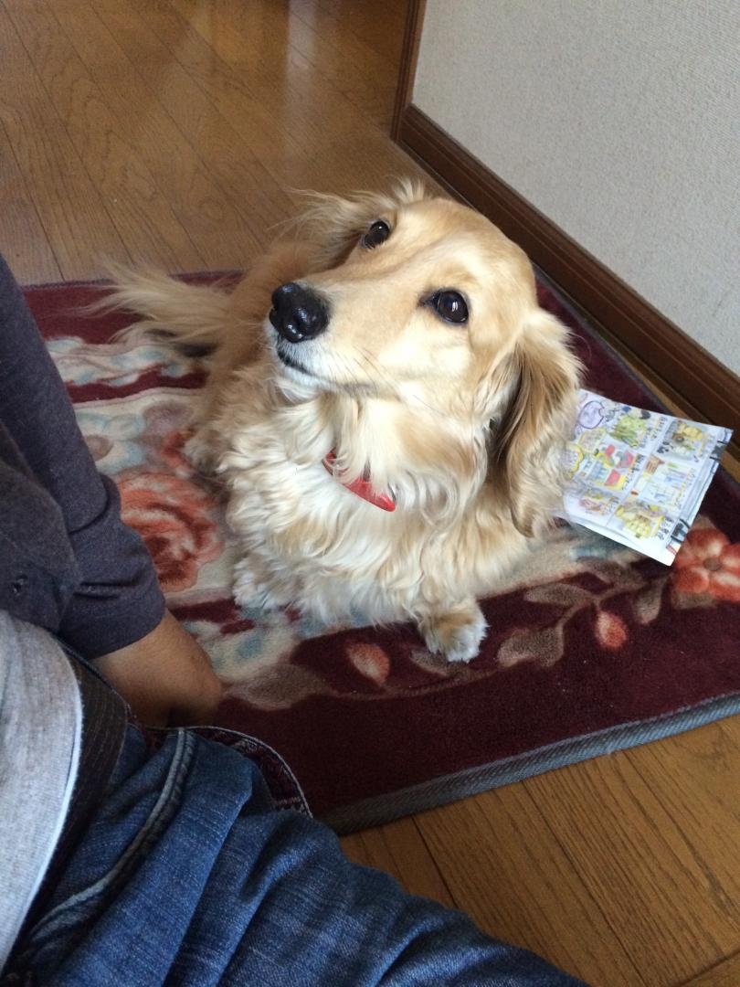 お散歩連れてって