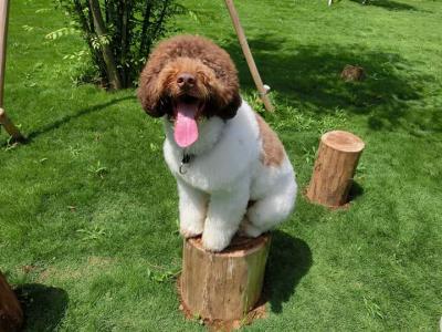 切り株犬