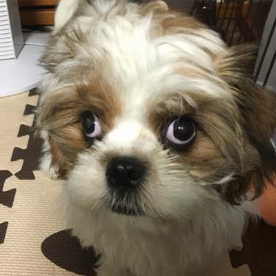 いかないの？