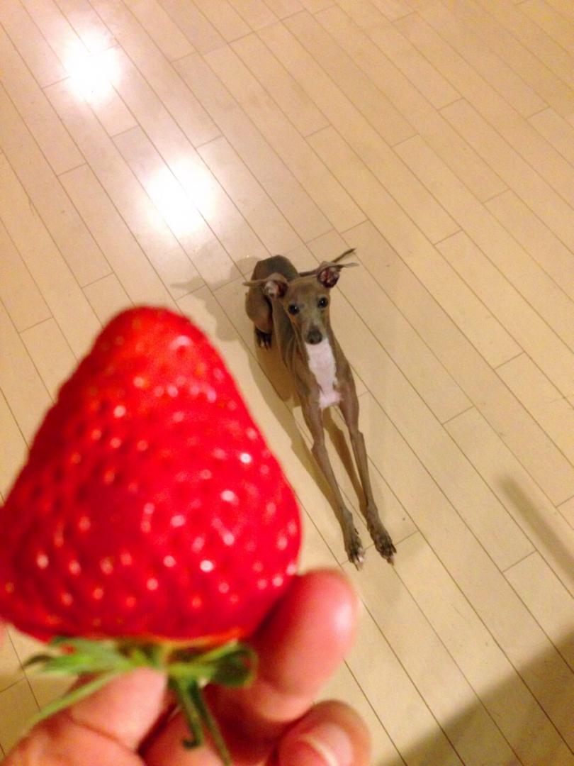 はやくいちご食べたいなぁ～