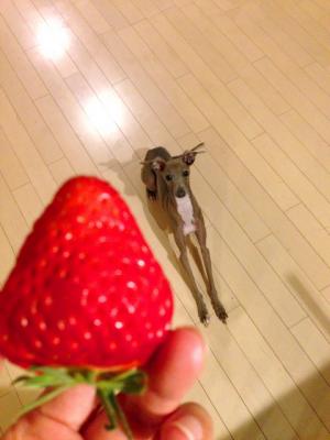 はやくいちご食べたいなぁ～