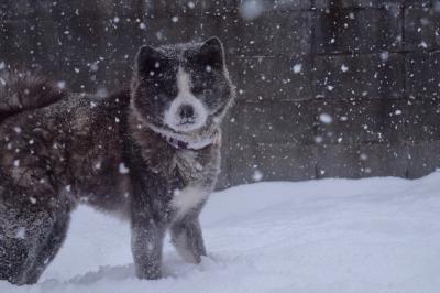 雪が似合うでしょ～！