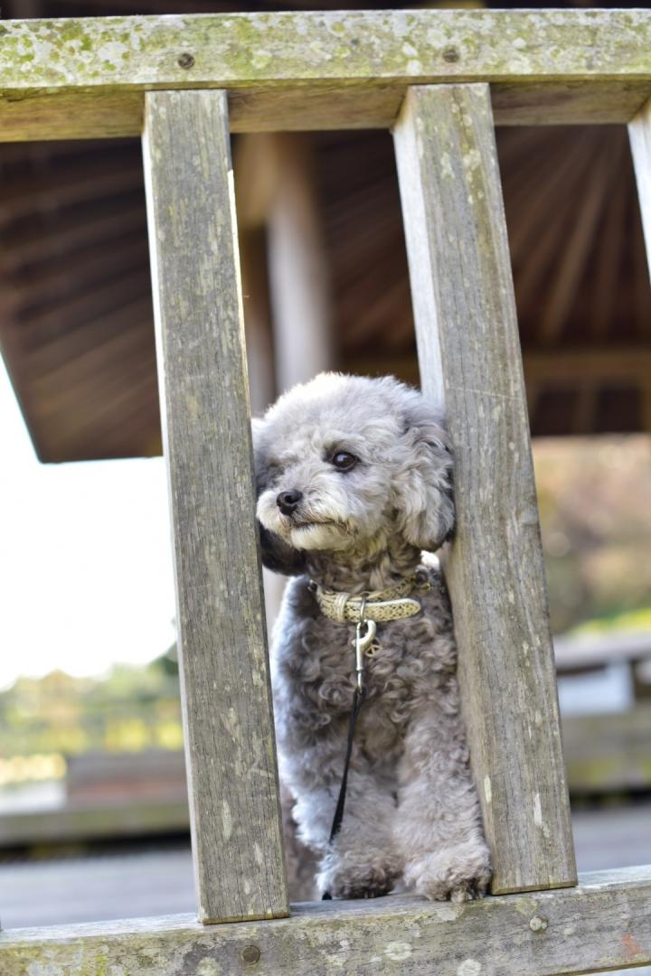 犬だって物思いに耽る