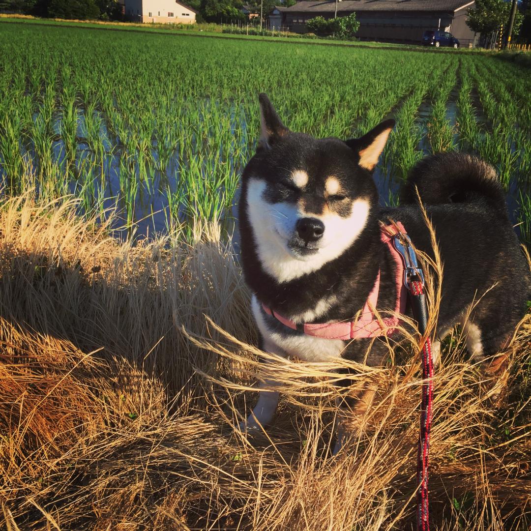 田舎犬