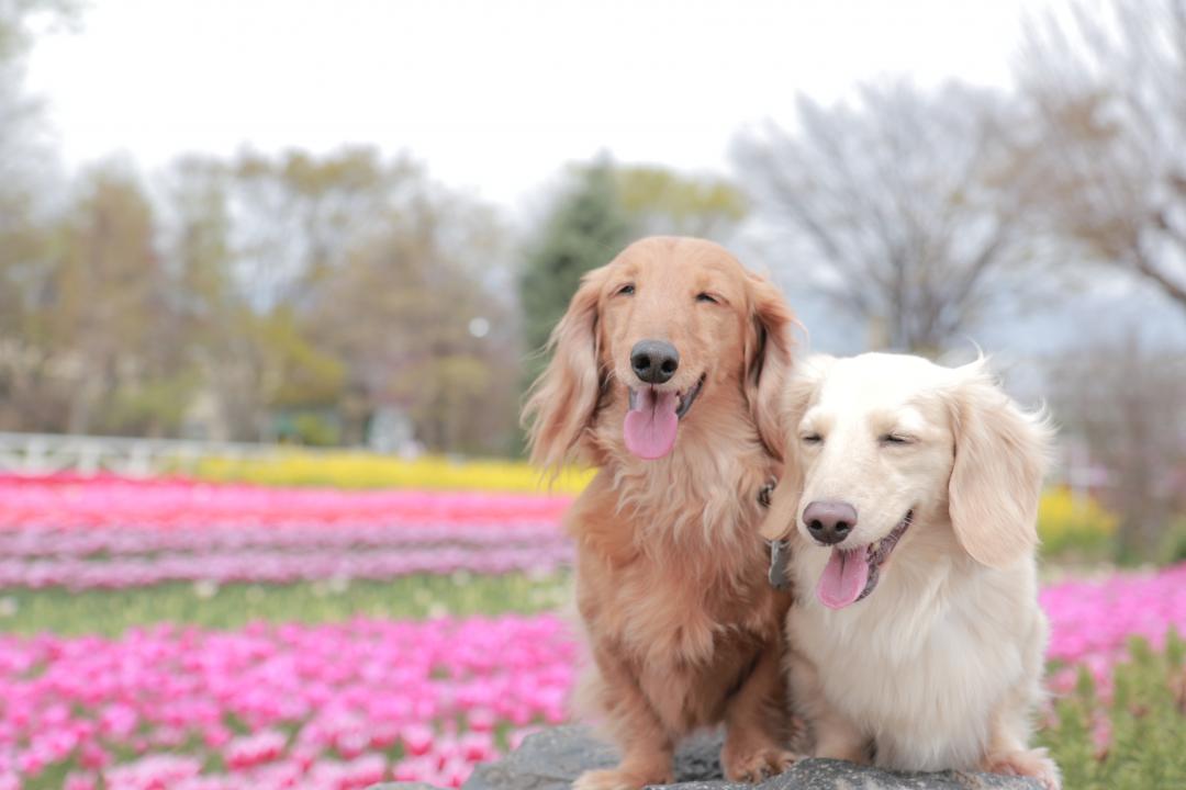 お花畑でにっこりわん