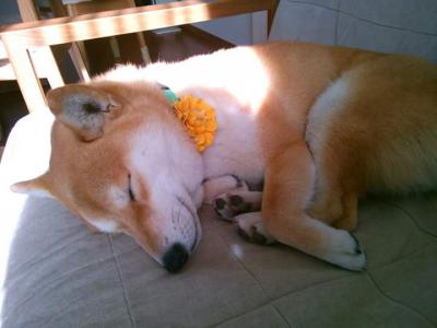 眠れる森の美犬