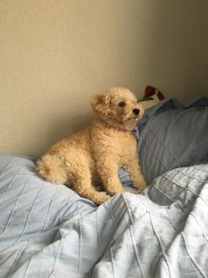 黄昏犬