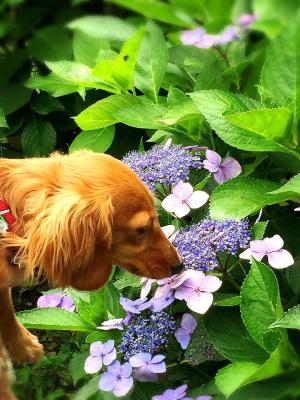 僕、お花の匂い嗅ぐの好きだー