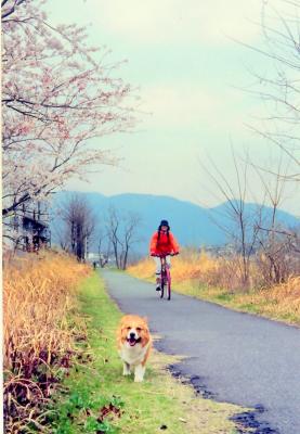 僕も一緒にサイクリング