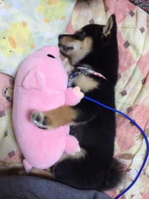 ピンクのブタちゃんと寝るのが幸せ