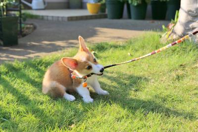 散歩に連れてってほしいワン！