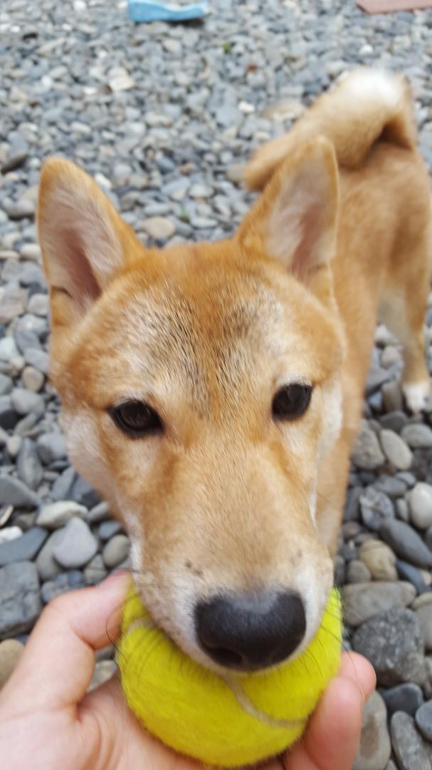 ぼーるとぼく！