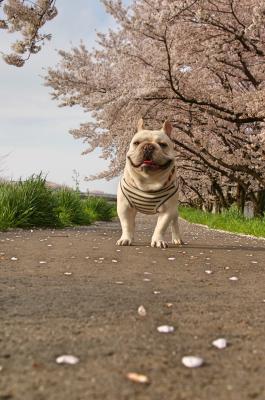 桜路