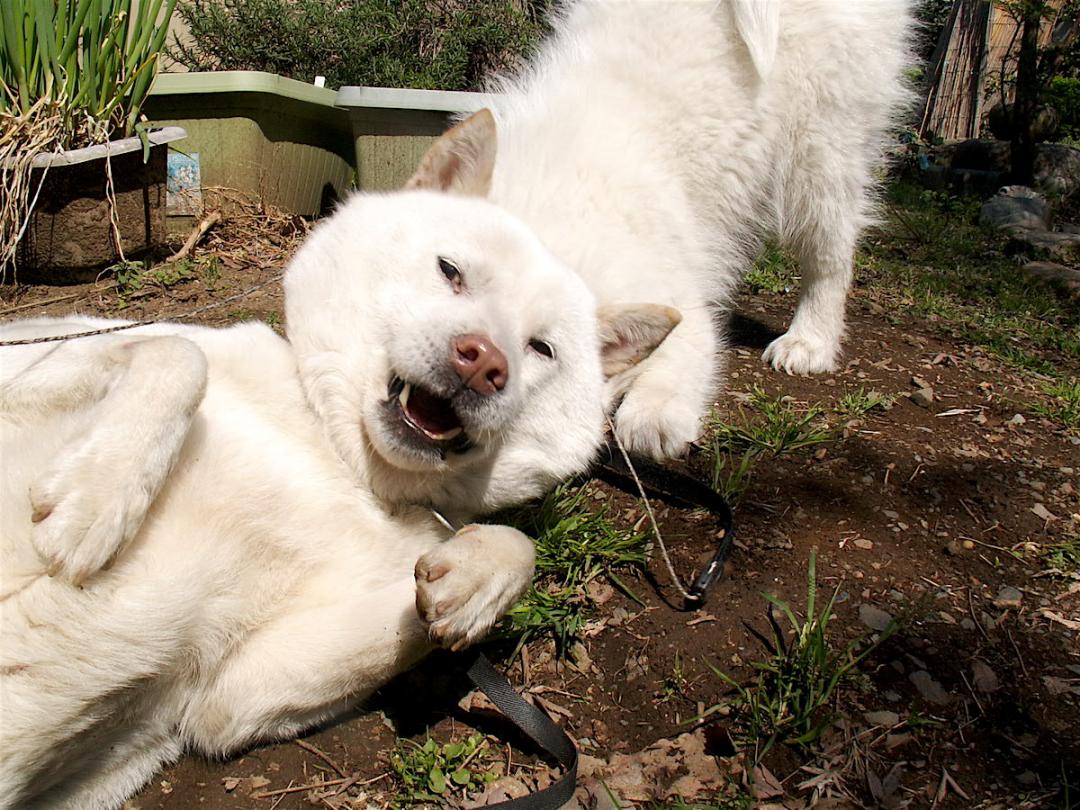 おじさんくさい顔 コンデコマさんの投稿写真 犬 愛犬フォトコンテスト イヌトミィ