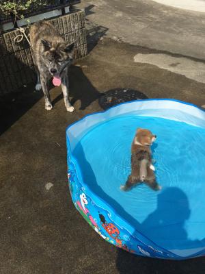 プールに入れる子犬とプールが嫌いだけど羨ましい虎輝丸