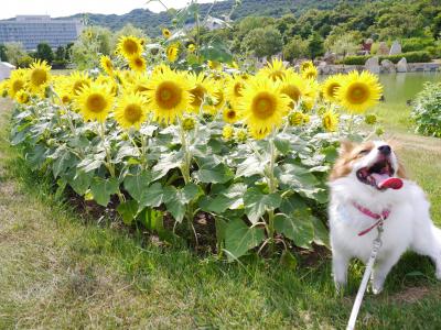 酷暑、、、気絶寸前のボク