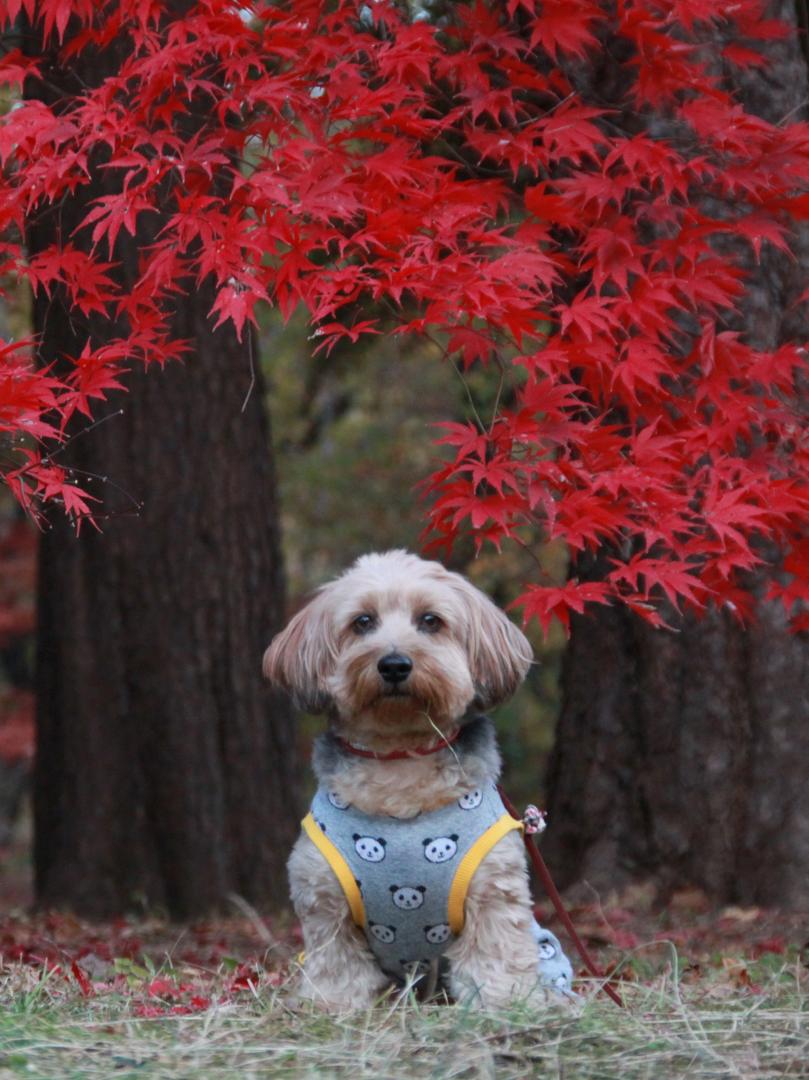 紅葉と大治郎