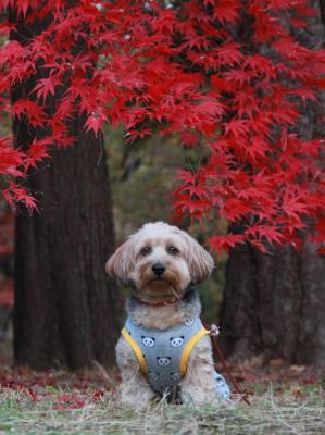 紅葉と大治郎