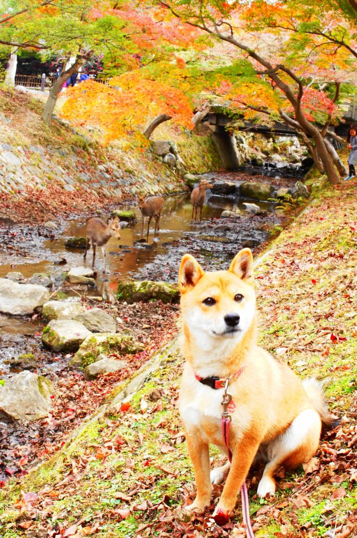 秋の奈良公園