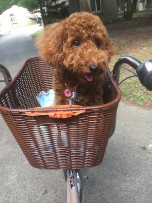 夏の旅行で一緒にサイクリング