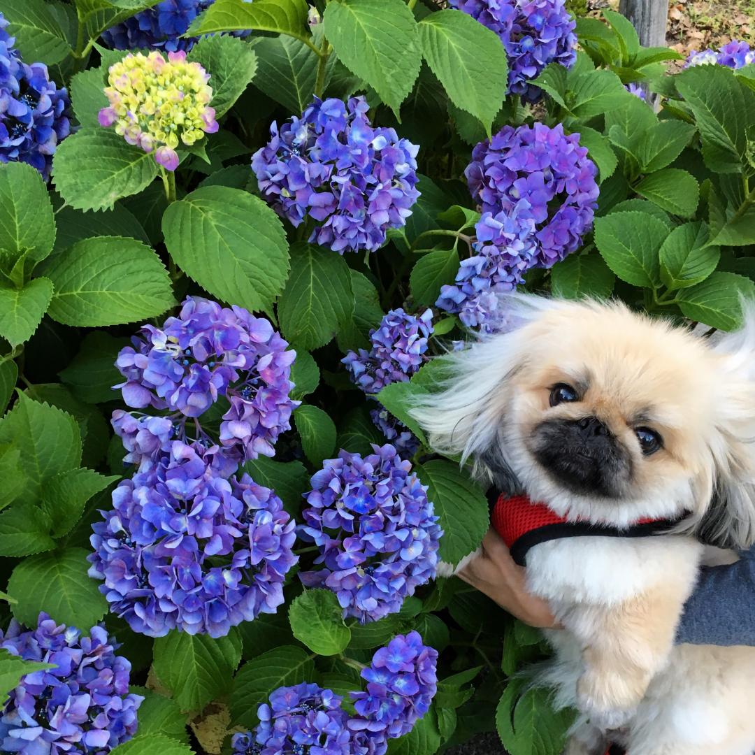 紫陽花が好き