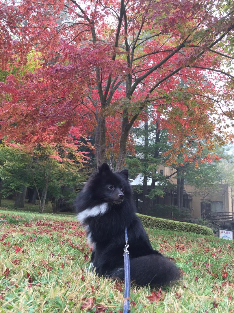紅葉