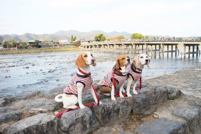 秋の嵐山散策～「渡月橋とワンワンワン」
