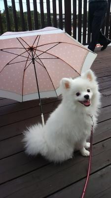 秋日傘