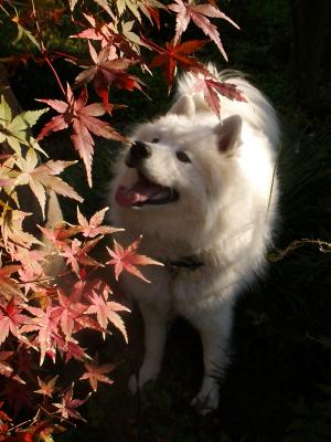 見上げる紅葉