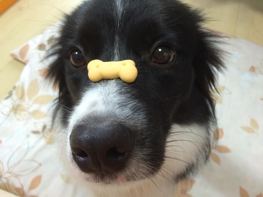 鼻にクッキーなんて乗せられてませんよ